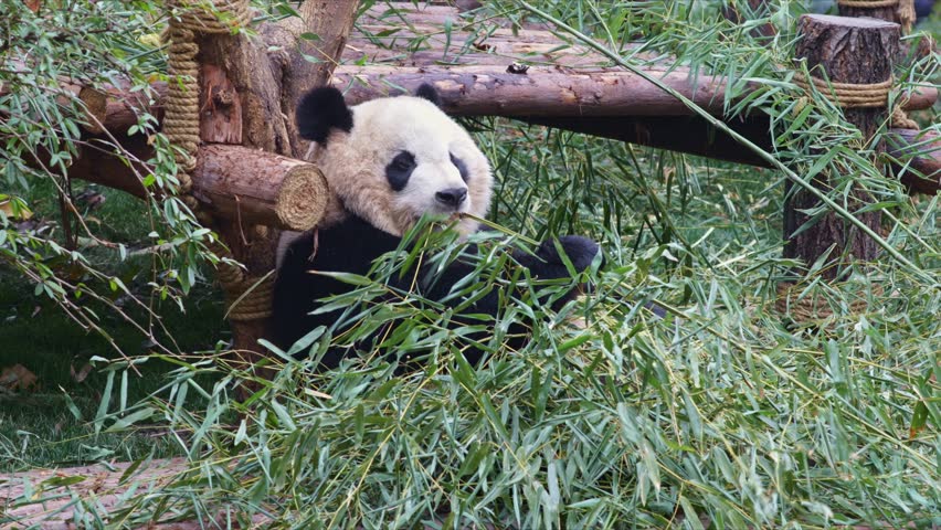 Panda Eating And Grabing New Bamboo While Laying On His Back In Chengdu ...