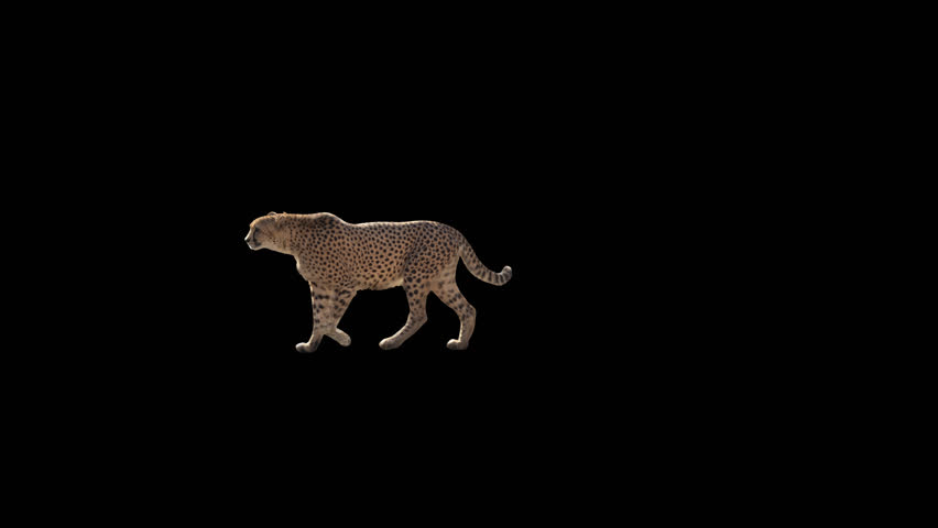 cheetah 3d screen shots