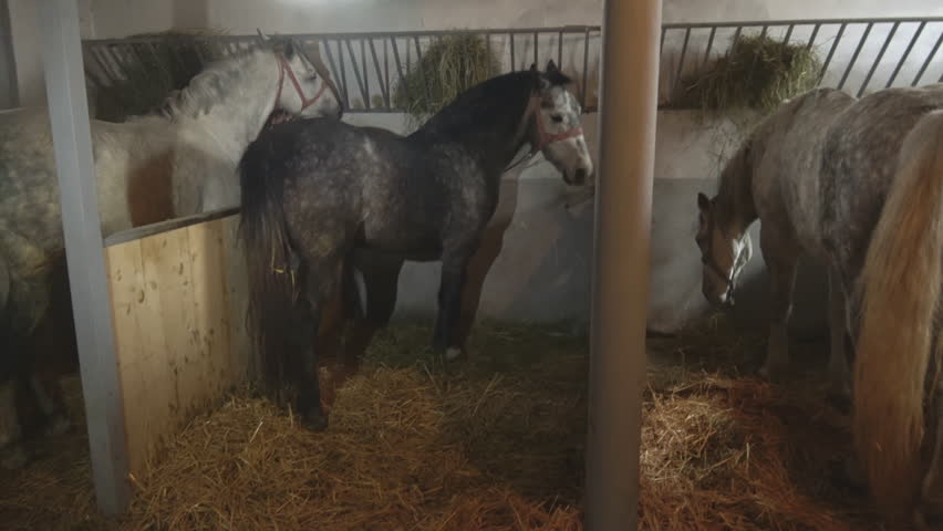 Horses In A Barn Handheld Stock Footage Video 100 Royalty
