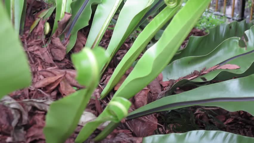 Header of asplenium