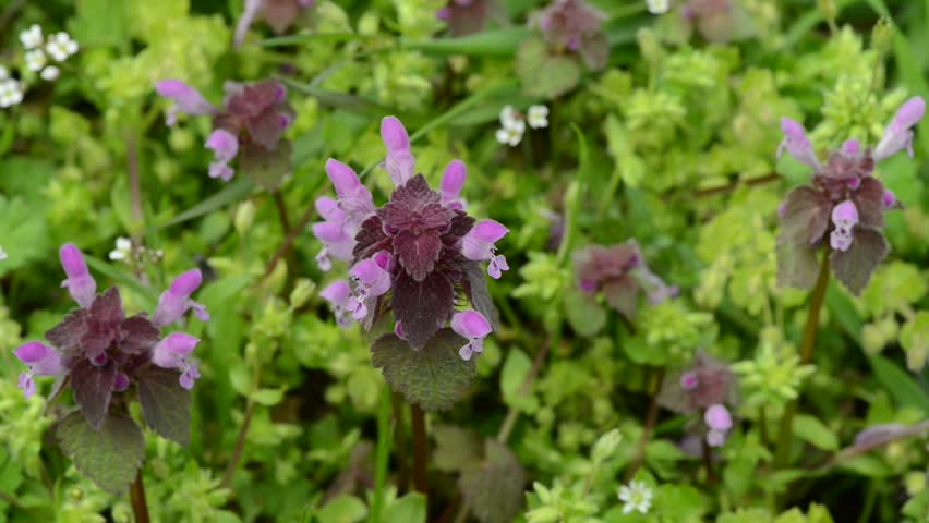 Header of Prunella