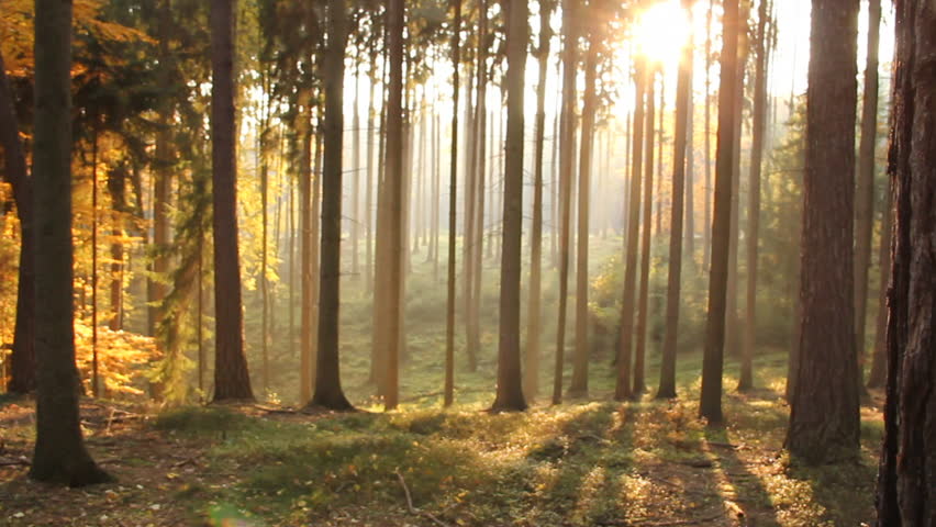 Forest Path with light shining through image - Free stock photo ...