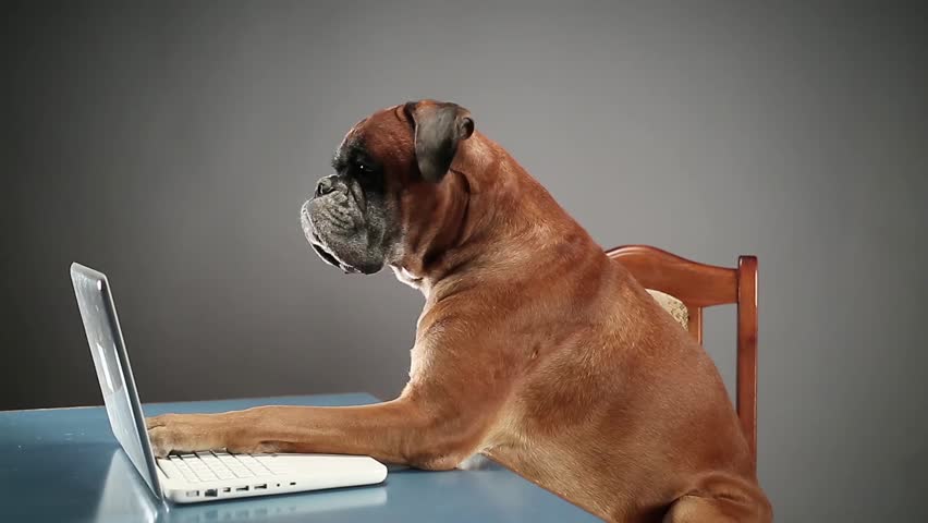 Boxer Dog Sitting At The Stock Footage Video 100 Royalty Free