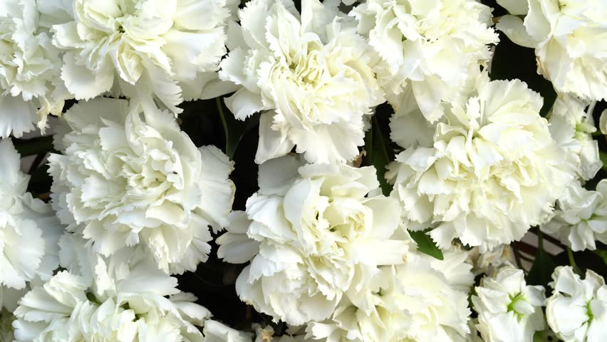 Image result for white carnations