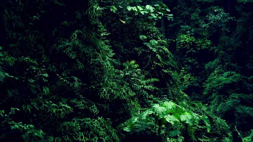 Breathtaking View Of Mysterious Impenetrable Jungle Of Deep Vivid Green ...