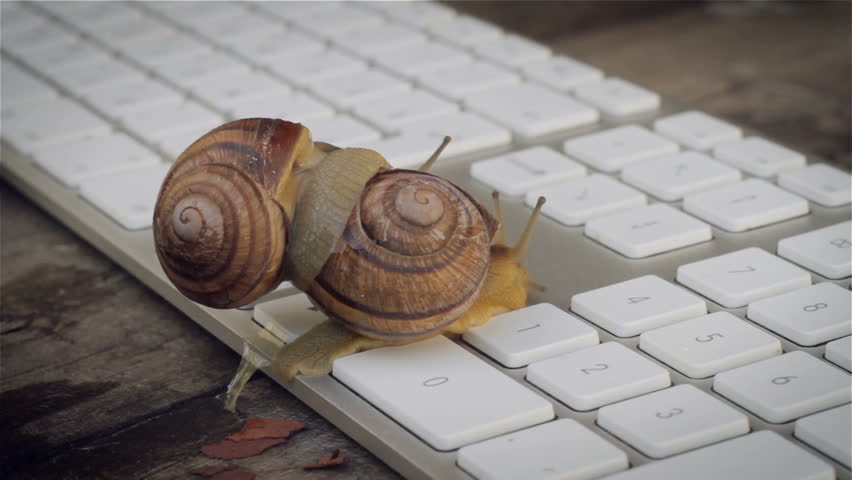 852px x 480px - Closeup of Paired Snails Crawling Stock Footage Video (100% Royalty-free)  26373905 | Shutterstock