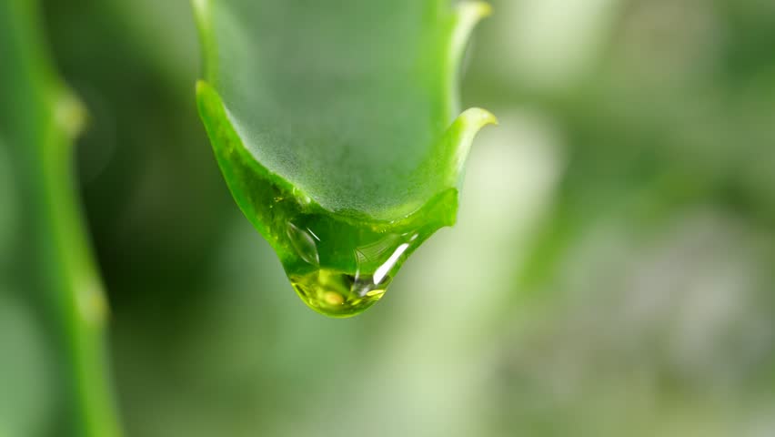 Header of leaf