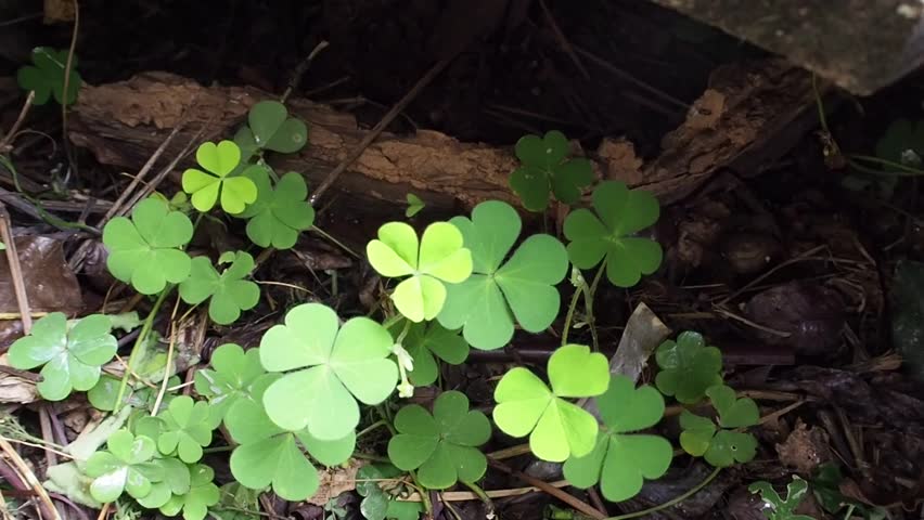 Header of Clover