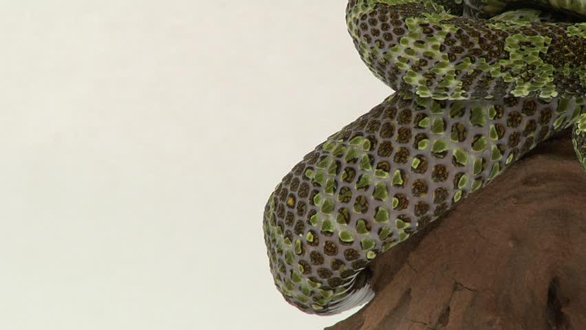 Stock video of mangshan viper 2661965 Shutterstock