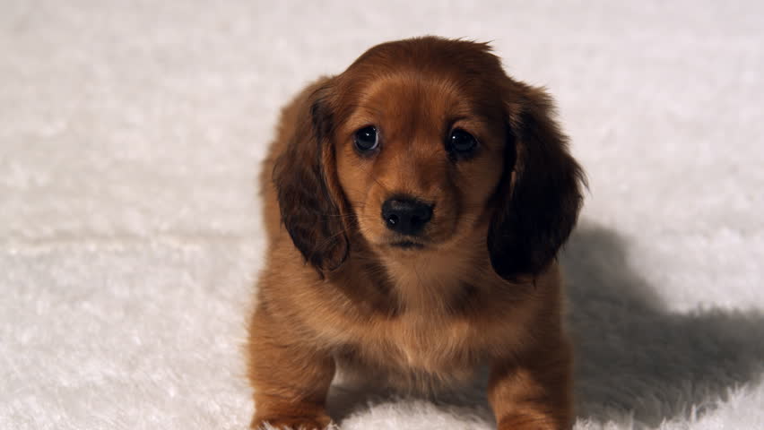 A Longhaired Dachshund Puppy Looks Stock Footage Video 100
