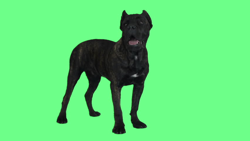 Cane Corso Dog Stands On Stock Footage Video 100 Royalty Free 26635075 Shutterstock