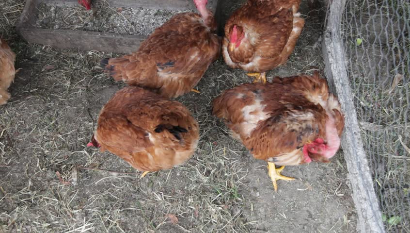 cock in hen house very young girl cu