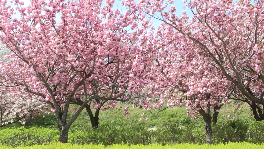 Résultat de recherche d'images pour "Prunus serrulata Kanzan"