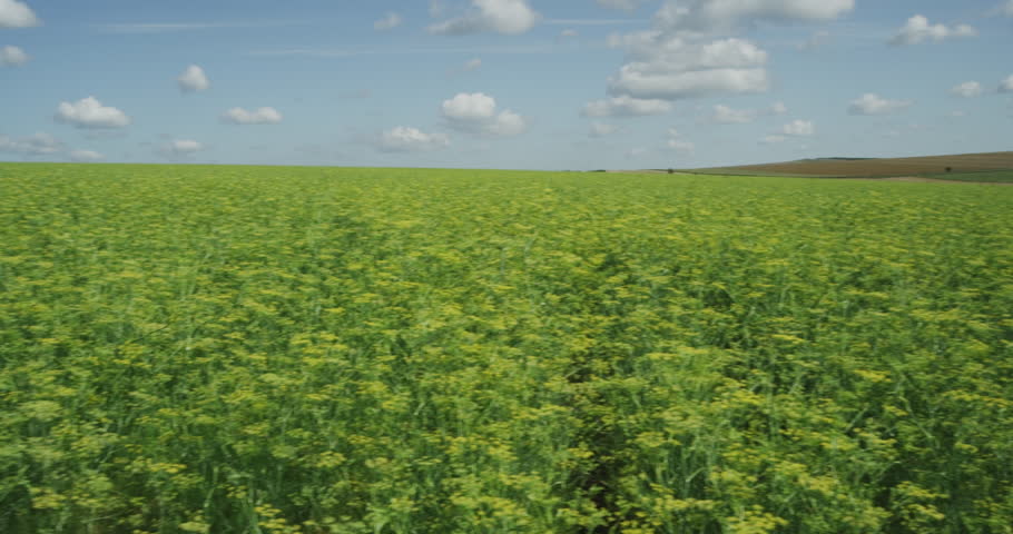 Header of fennel