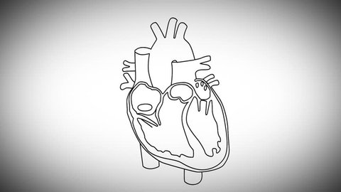 Human Heart Structure Animation Illustration Stock Footage Video (100%  Royalty-free) 2689265 | Shutterstock