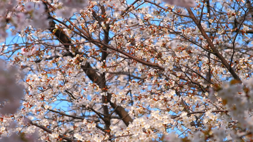 Blooming Sakura Cherry Blossom Background Stock Footage Video