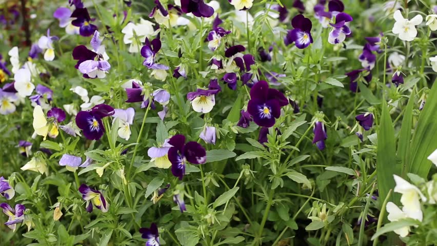 White Bell Shaped Flower Stock Footage Video 2729666 Shutterstock Gardening Tips Summer Flowers After Rainy Day Hd Stock Video Clip