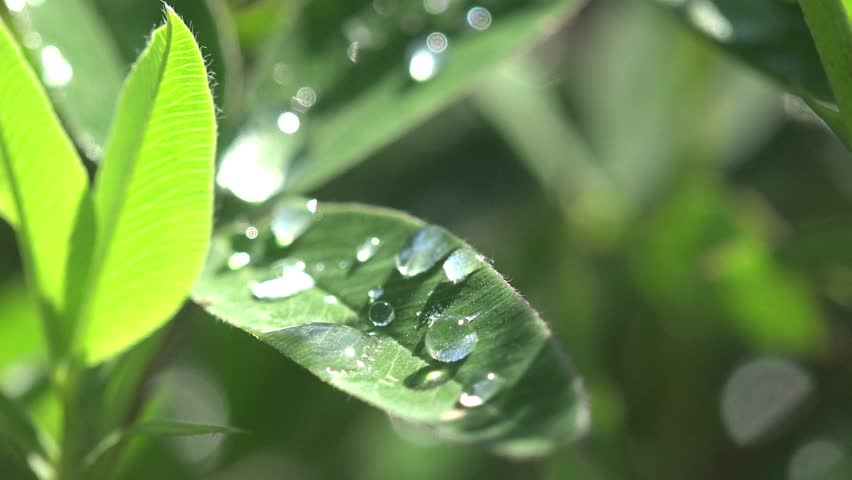 Image result for morning dew with raindrop