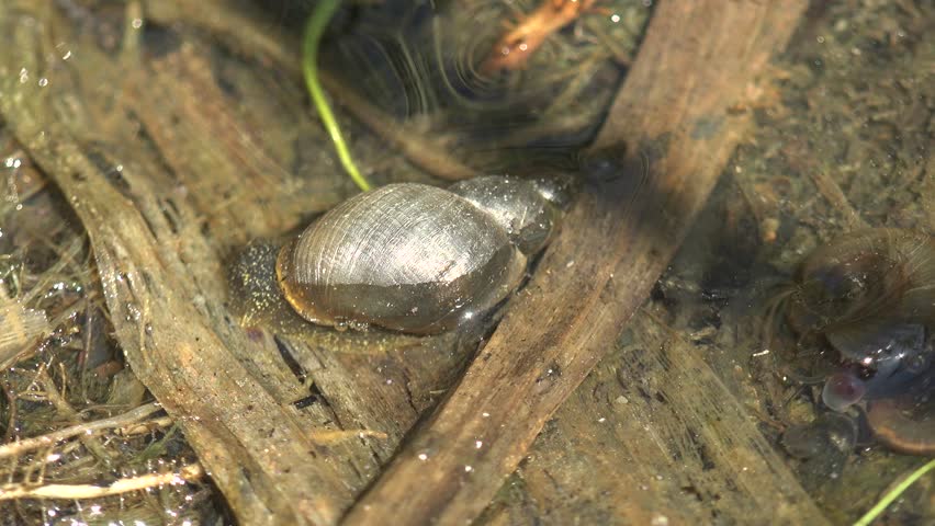 Header of mollusk