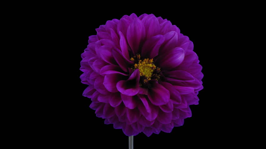 Timelapse Of Pink Peony Flower Blooming On Black Background Stock Timelapse Of Pink Peony Flower Blooming On Black Background Stock