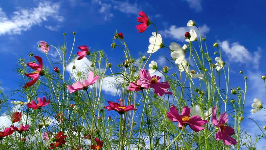 Stock Video Clip of Cosmos field in autumn with blue | Shutterstock