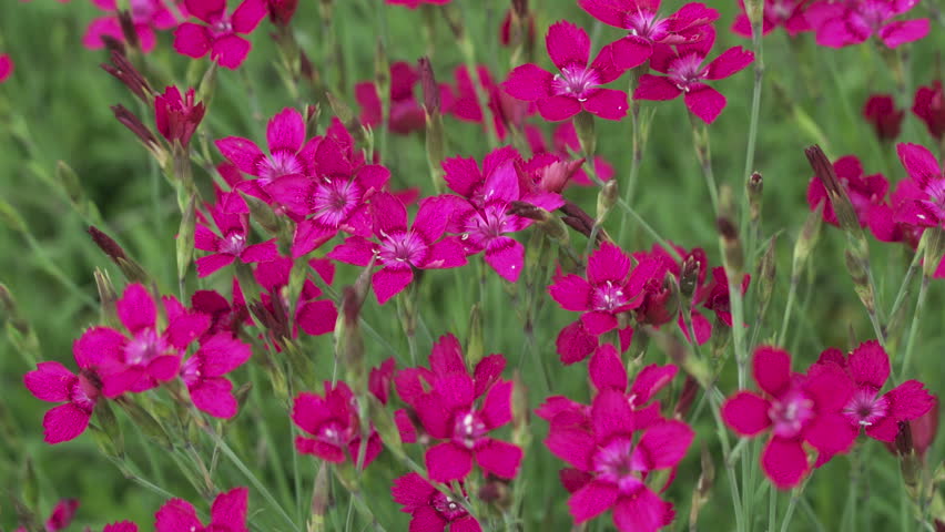 Header of hardy