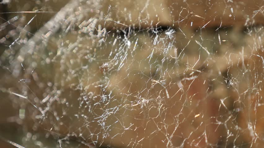 Lighted Fine Cobweb Close Up Slow Mo Stock Footage Video 100 Lighted Fine Cobweb Close Up Slow Mo 1080p Fullhd Footage Silky Spider Web