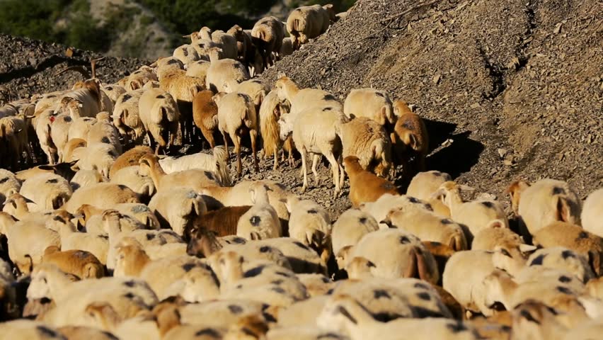 running sheep herd