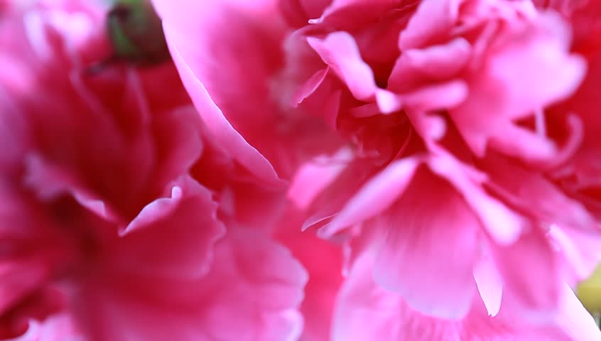 Header of peony