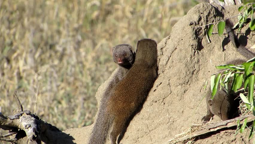Dwarf Mongoose image - Free stock photo - Public Domain photo - CC0 Images