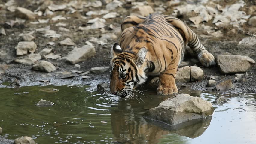 Siberian Tiger Cub, Drinking Water From Pond Stock Footage Video ...