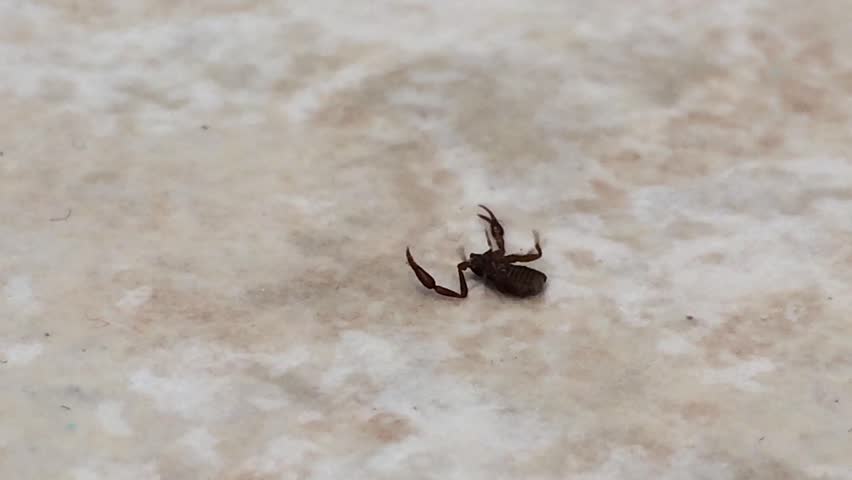 Header of pseudoscorpion