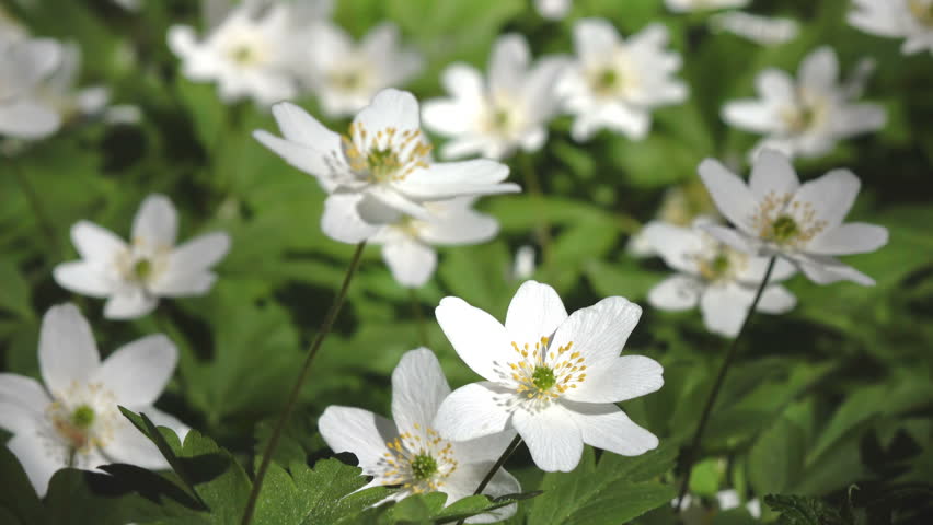 Header of galanthus