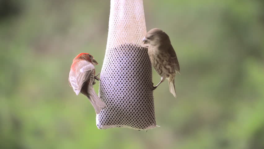 Male And Female House Finches Feed On Thistle From A Sock