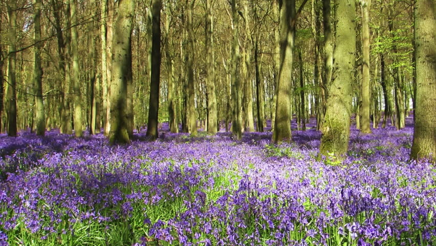 Header of Hertfordshire