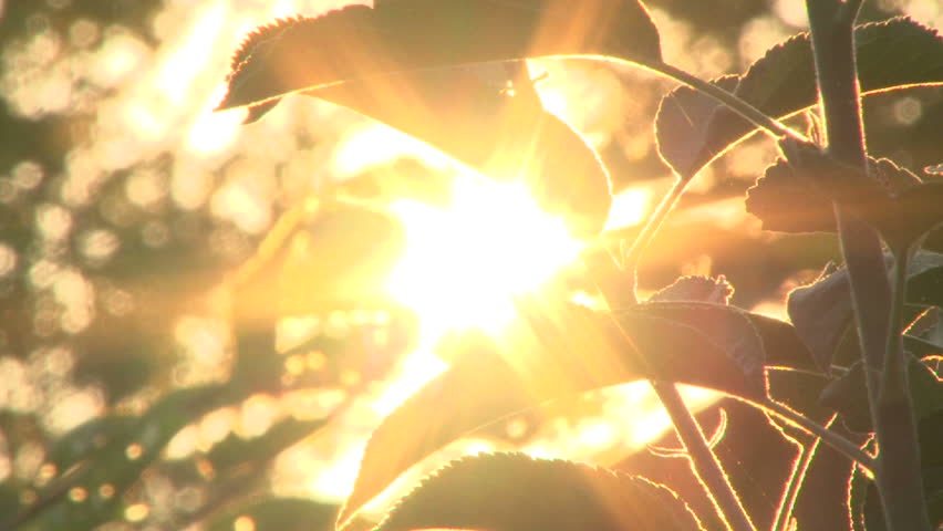 Early morning sun comes up through apple trees at sunrise, time lapse.
