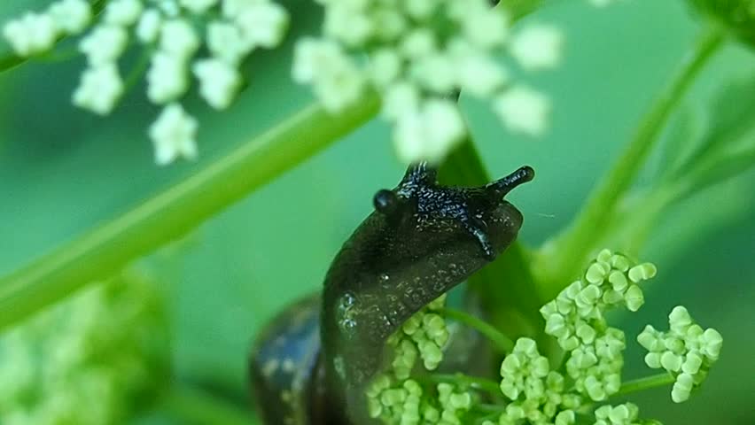 Header of Mollusca