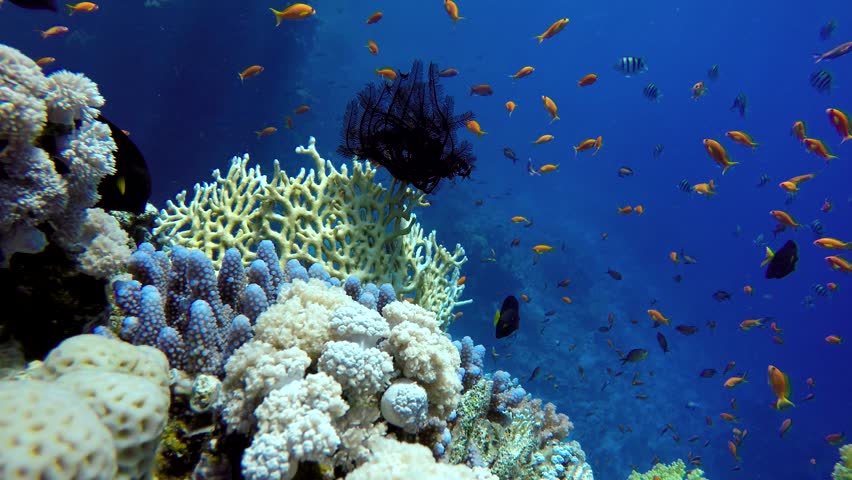 Coral Reef And Beautiful Fish. Underwater Life In The Ocean. Tropical ...