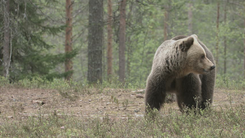 Hairy bear video clips Blowjob over pants