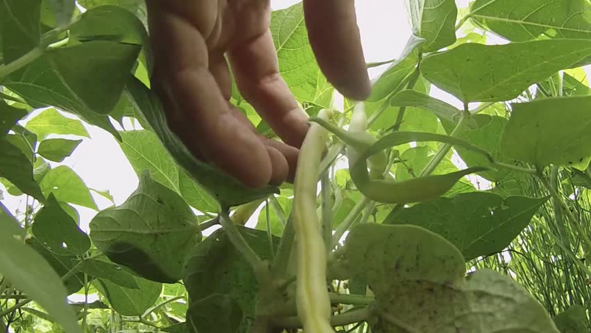Header of allotment