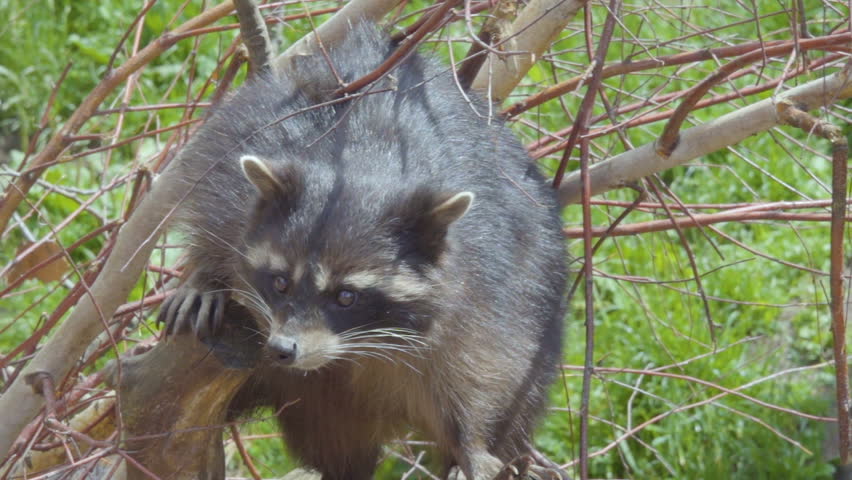 Raccoon. Wild North American Raccoon Looks At Camera. Raccoon (procyon ...