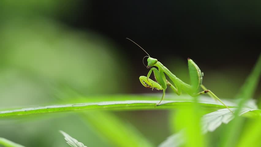 Young European Mantis or Praying Stock Footage Video (100 ...