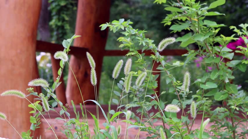 Header of foxtail