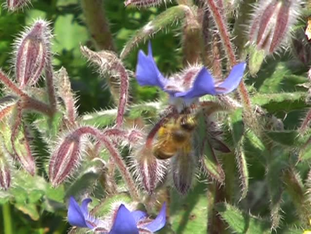 Header of Aconitum