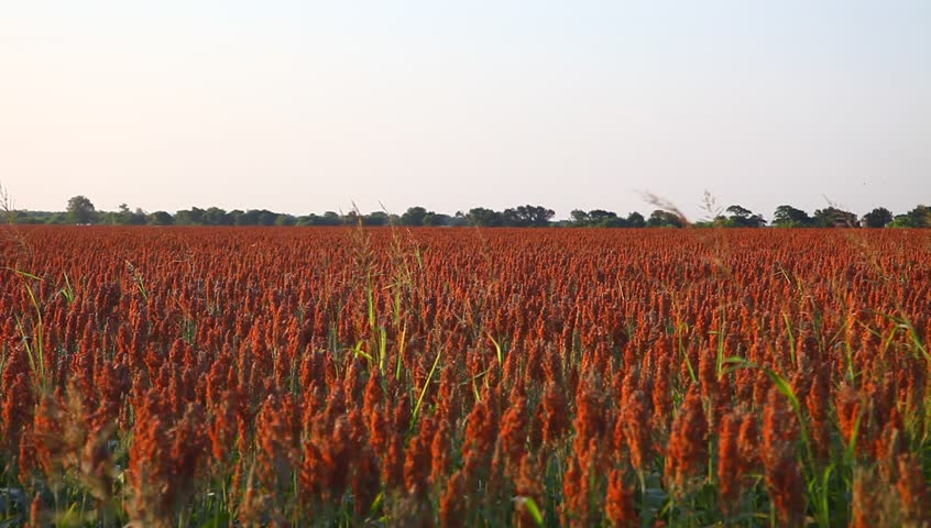 Header of Milo