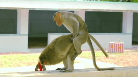Monkeys Mating Stock Footage Video (100% Royalty-free) 29139145 | Shutterstock Monkeys Mating Stock Footage Video (100% Royalty-free) 29139145 | Shutterstock