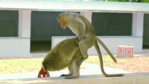 Monkeys mating