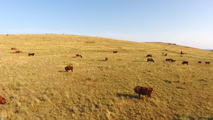 Stock video of brown cows grazing on the steppe | 29291635 | Shutterstock