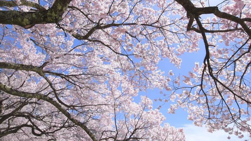 Cherry Blossom With Blue Sky And Clouds In Background. Stock Footage ...