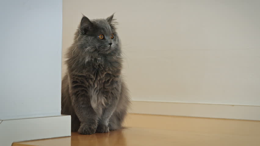 A Grey British Longhair Cat Stock Footage Video 100 Royalty Free